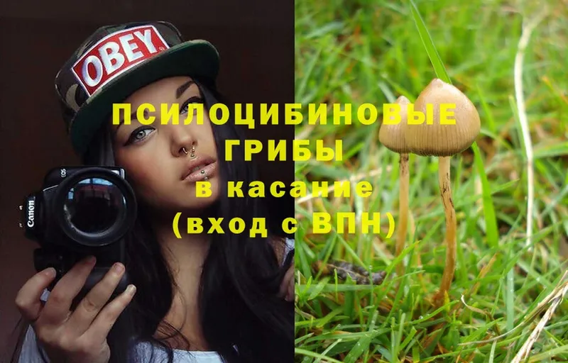 Псилоцибиновые грибы Psilocybe  это клад  Рубцовск 